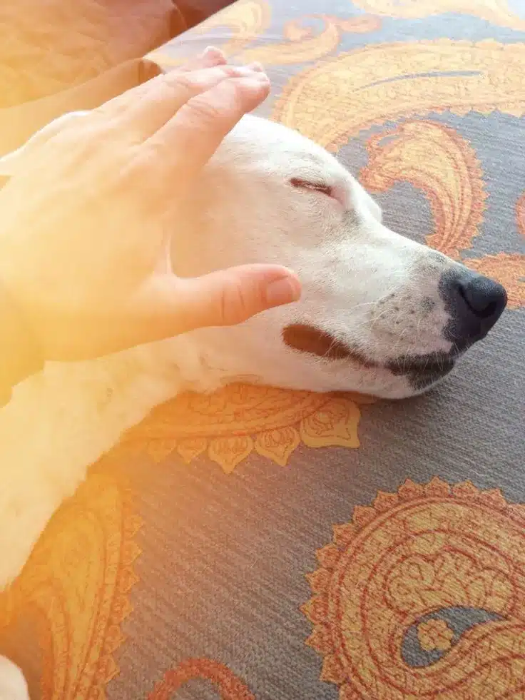 Praticien de Reiki posant sa main sur la tête d'un chien blanc pour lui offrir un soin énergétique à poitiers